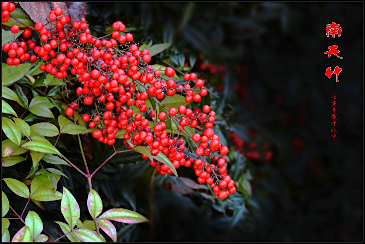 南天竹（2022346）