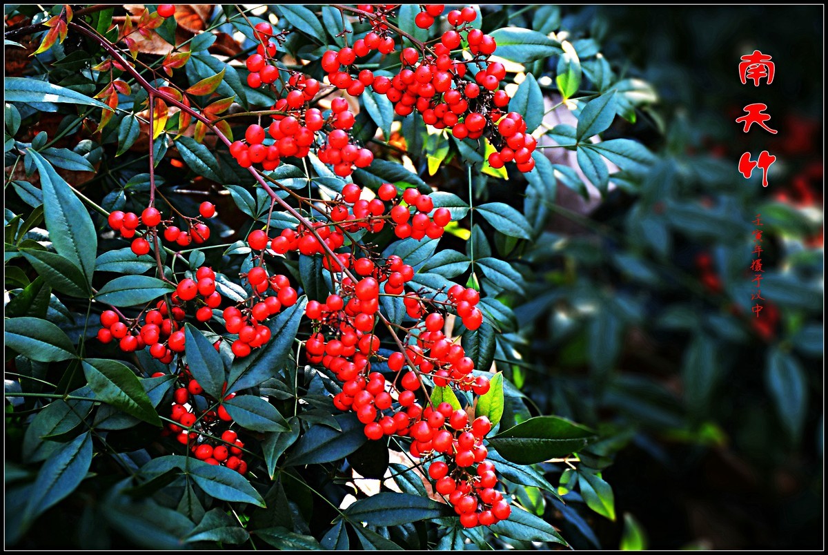 南天竹（2022346）