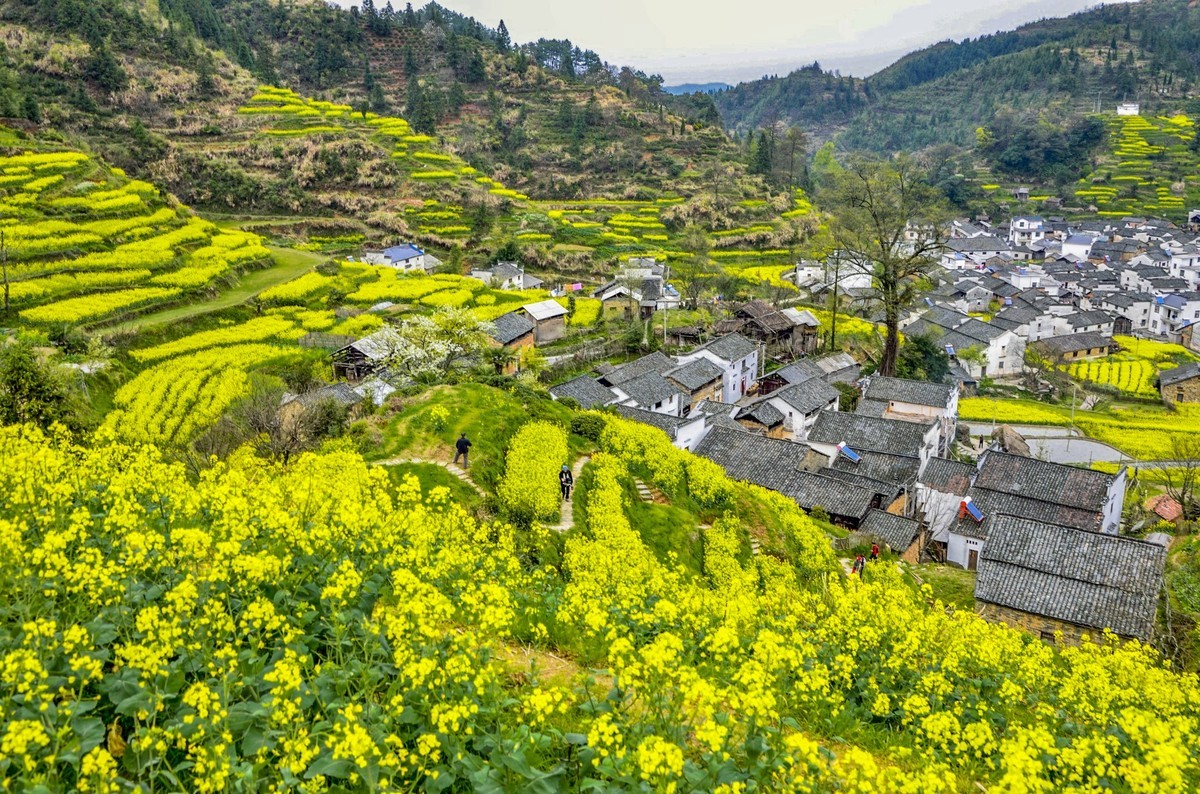 #花开春光寻美景# 油菜花扮靓乡间春色-中关村在线摄影论坛