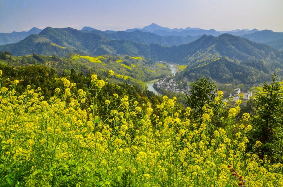 #花开春光寻美景# 油菜花扮靓乡间春色-中关村在线摄影论坛