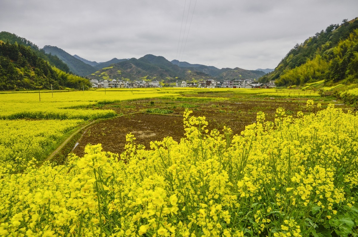 #花开春光寻美景# 油菜花扮靓乡间春色-中关村在线摄影论坛