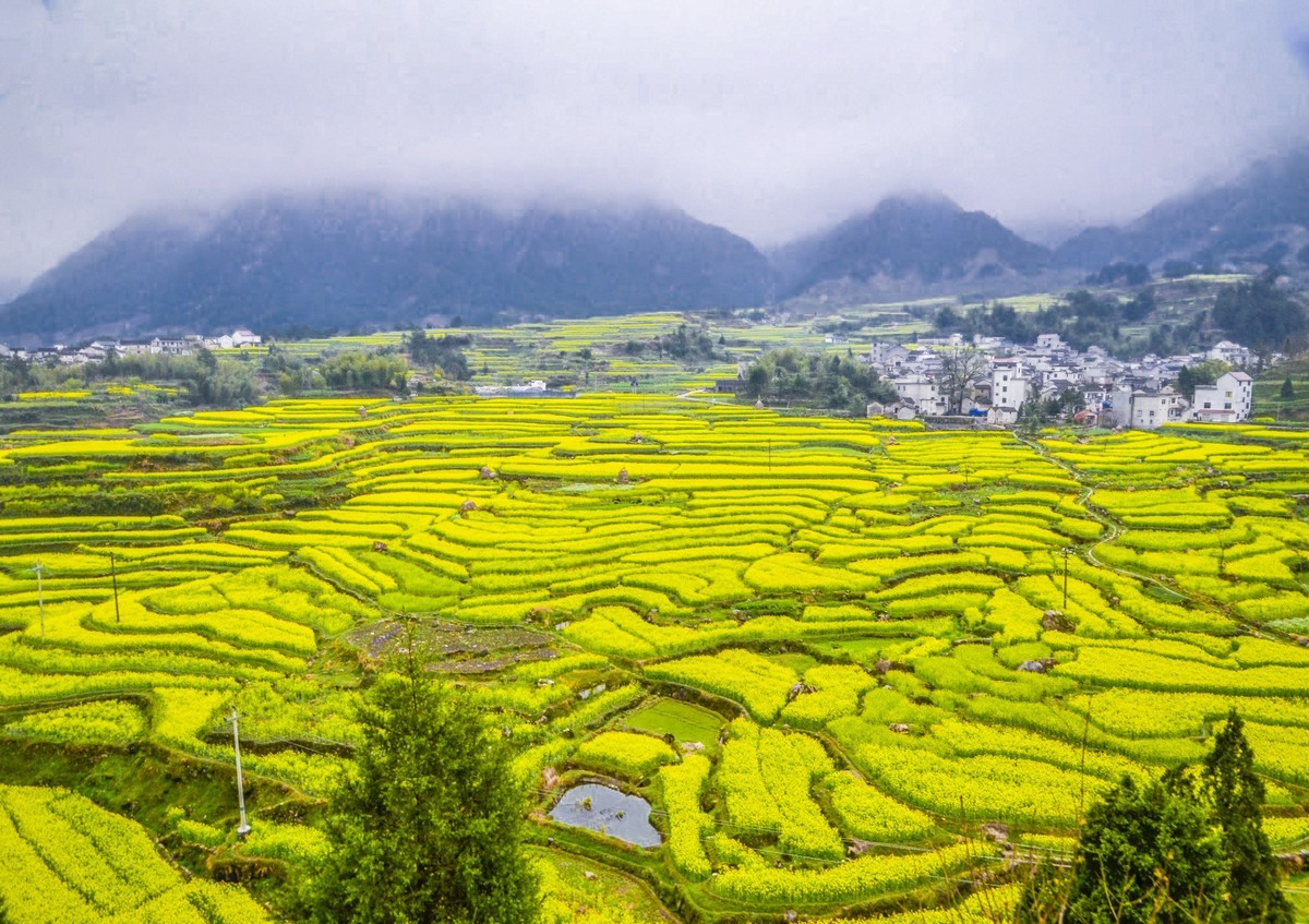#花开春光寻美景# 油菜花扮靓乡间春色-中关村在线摄影论坛