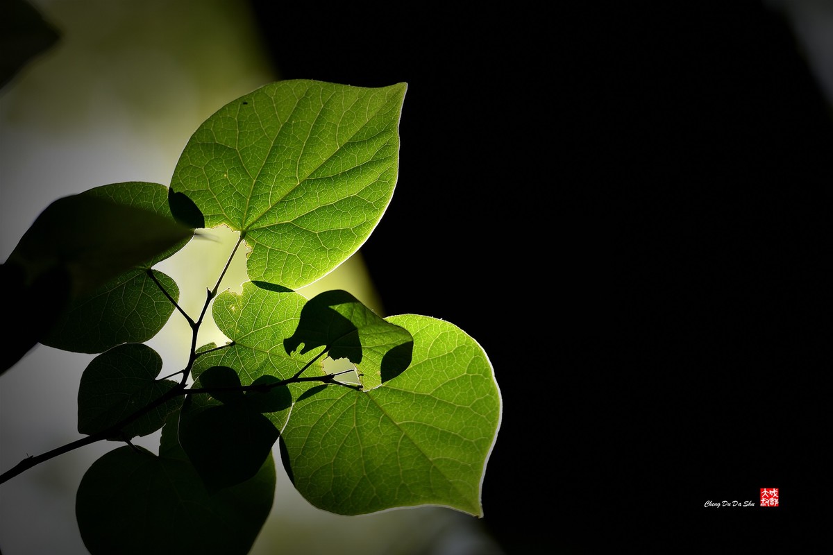 我的中关村10周年纪念帖