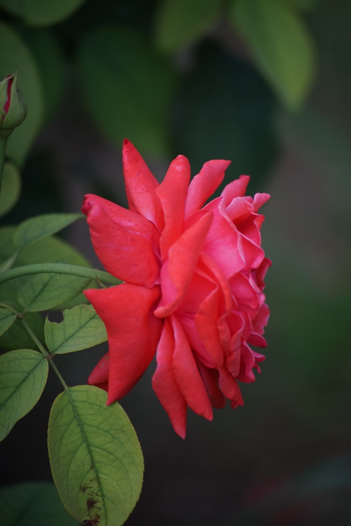 100  300老头拍摄