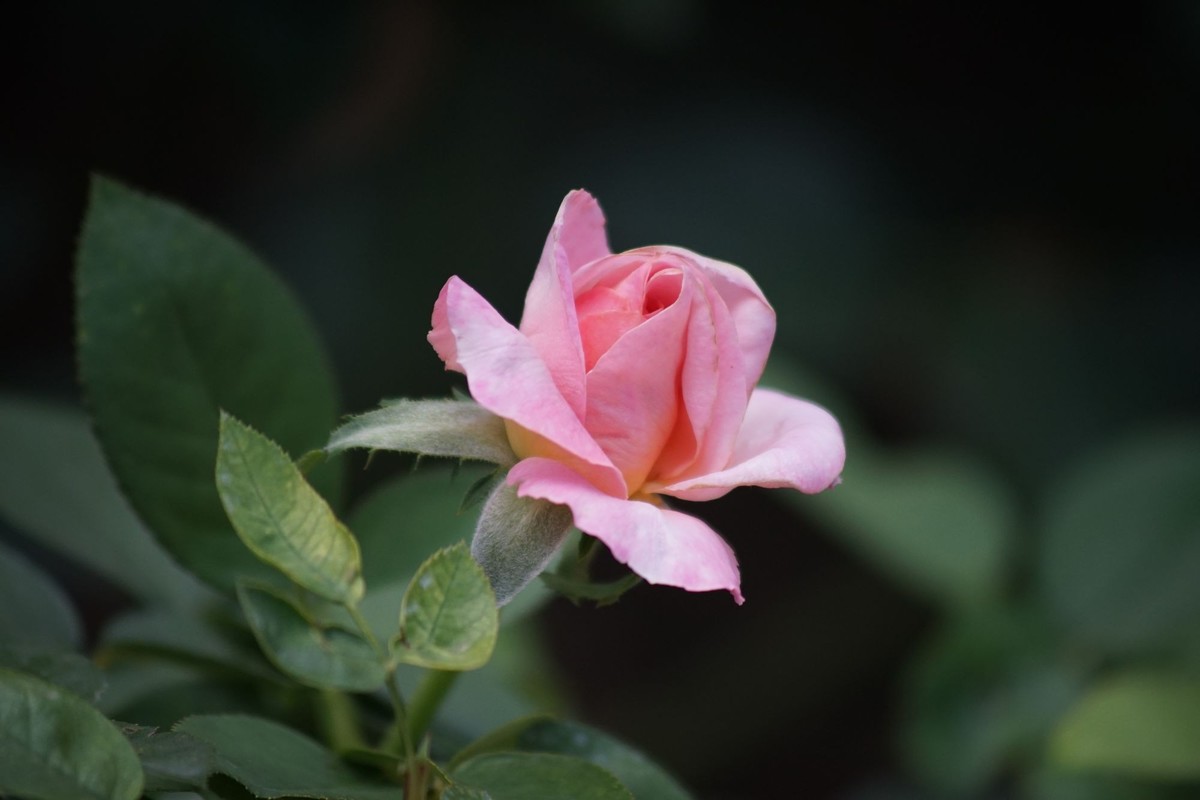 100  300老头拍摄