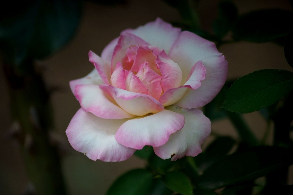 100  300老头拍摄