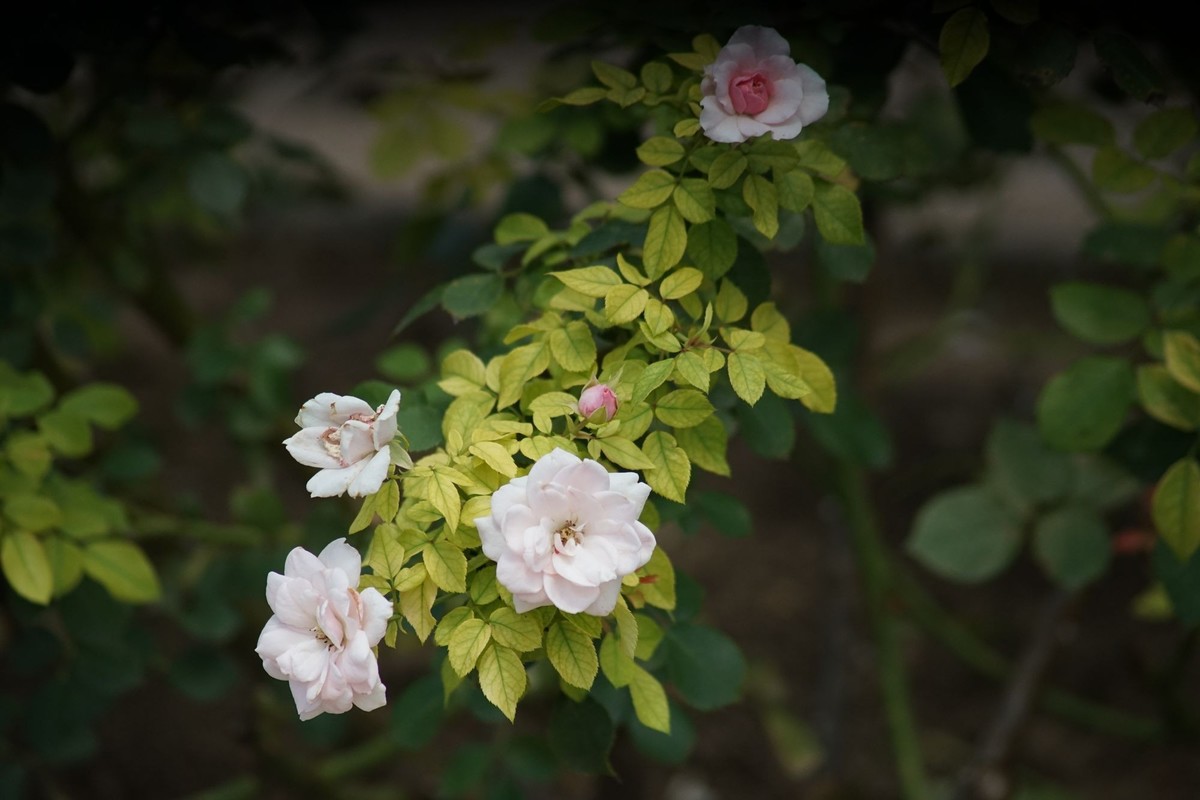 100  300拍的小花