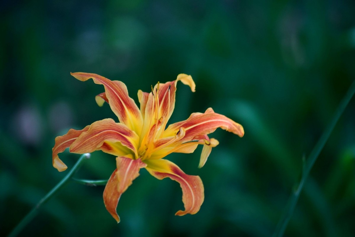 100  300拍的小花