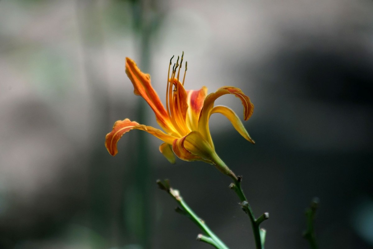 100  300拍的小花