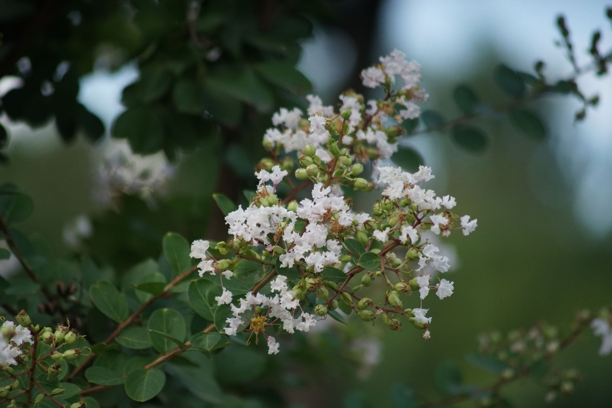 100  300拍的小花