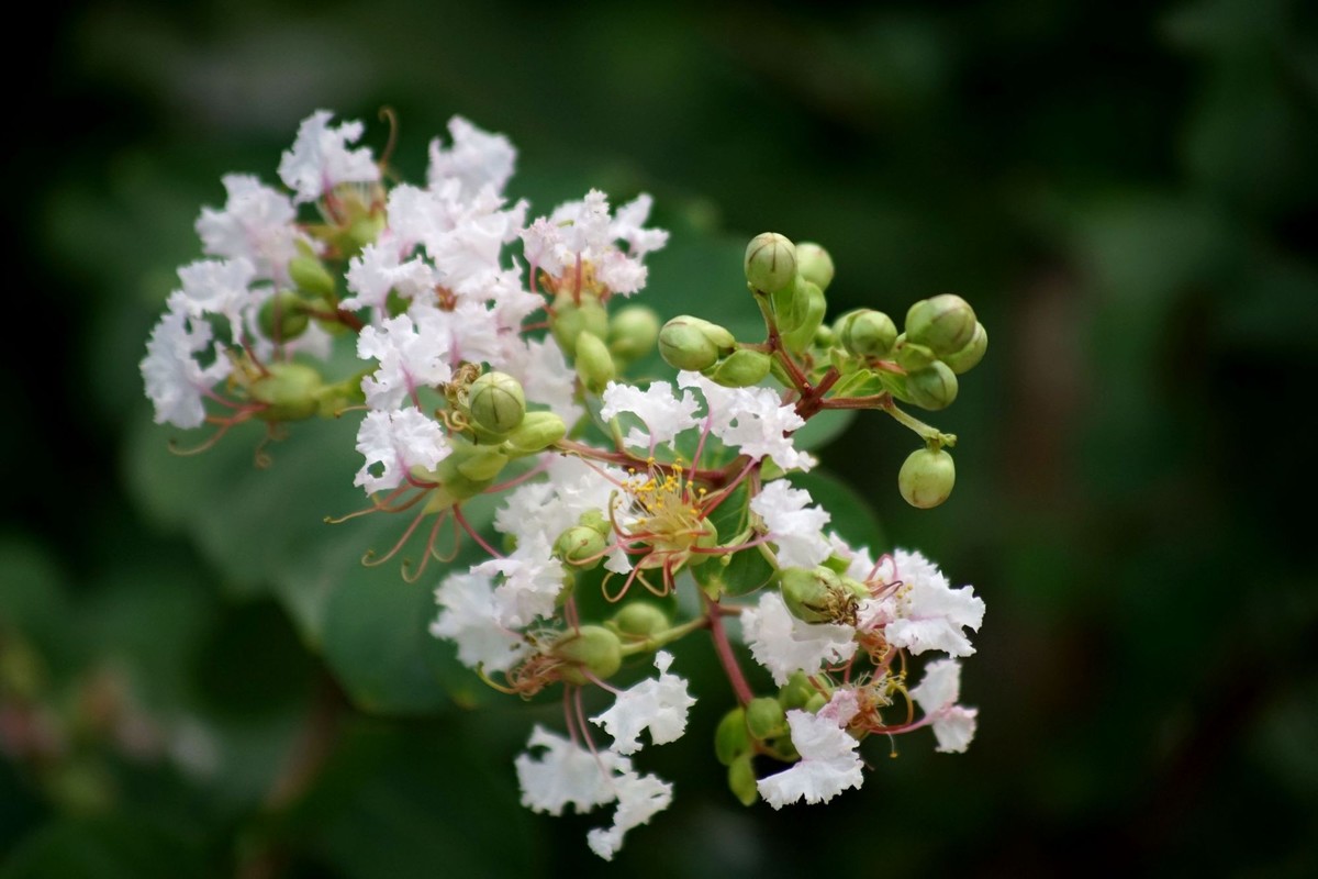 100  300拍的小花