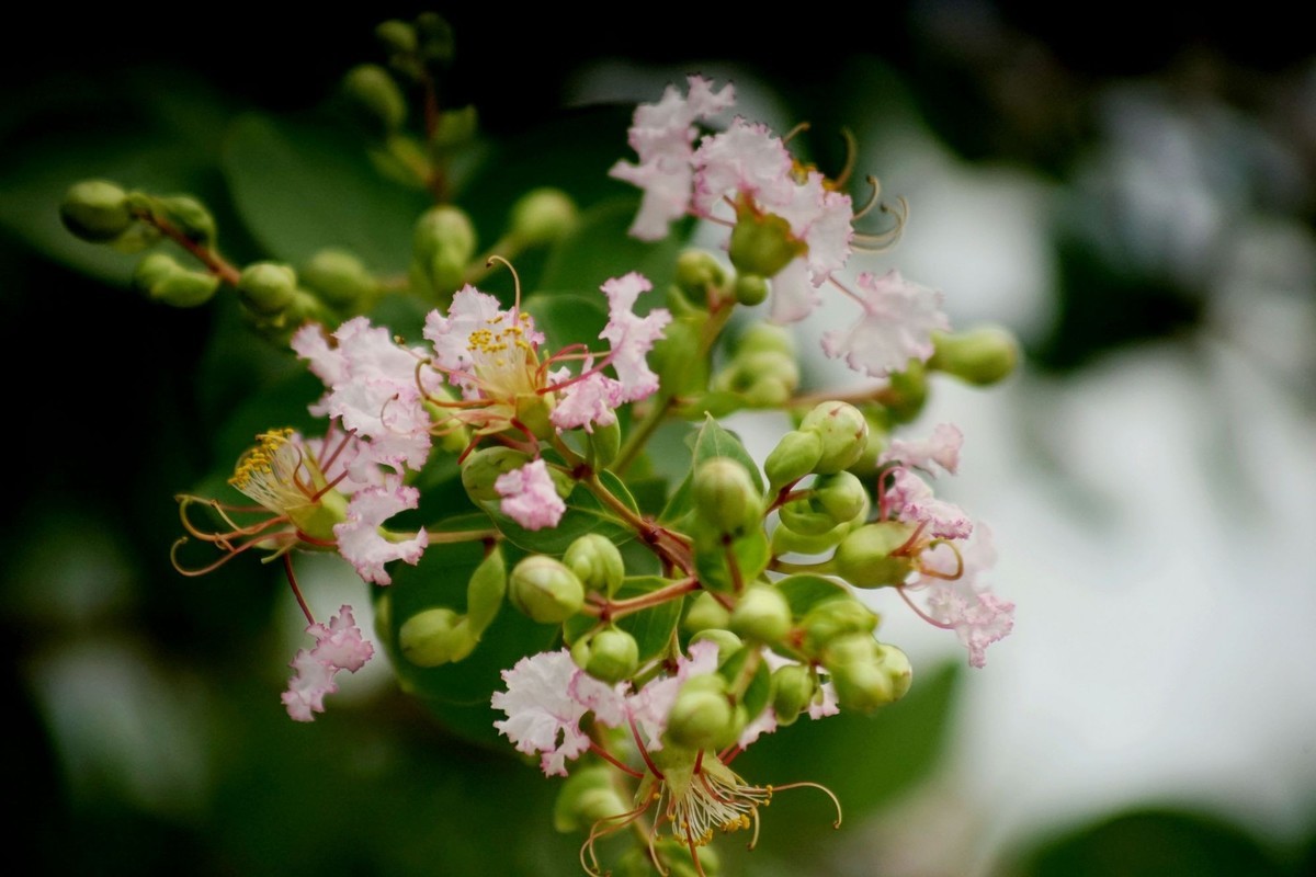 100  300拍的小花