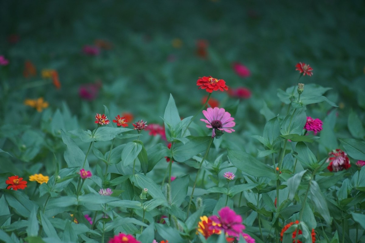 100  300拍的小花