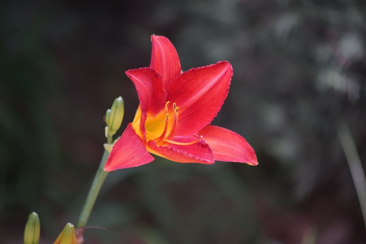 100  300拍的小花