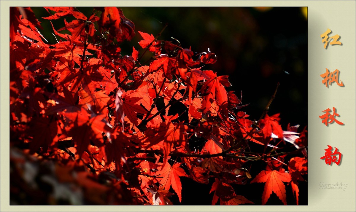 红枫秋韵（2023334）