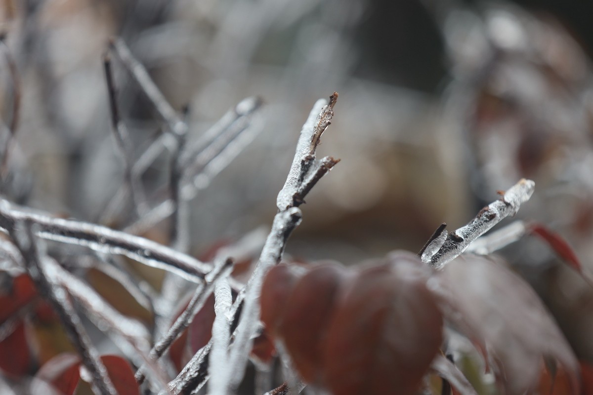 冻雨冰挂10