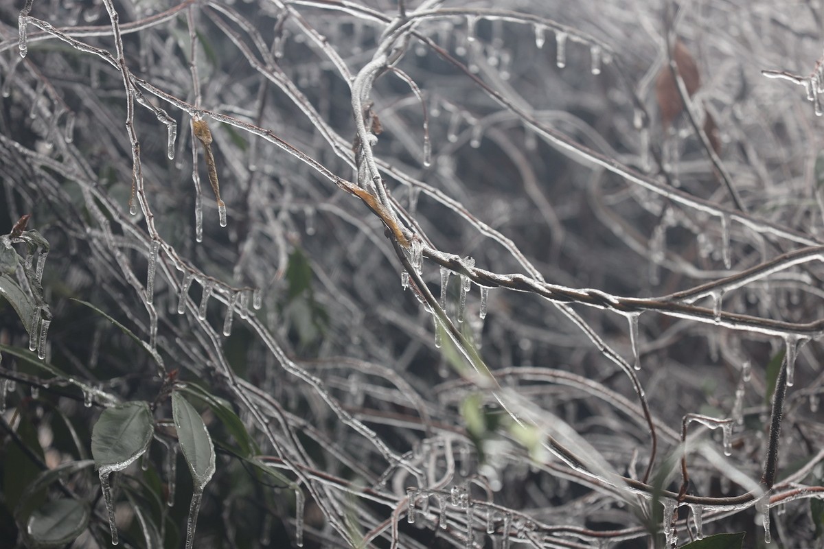冻雨冰挂10