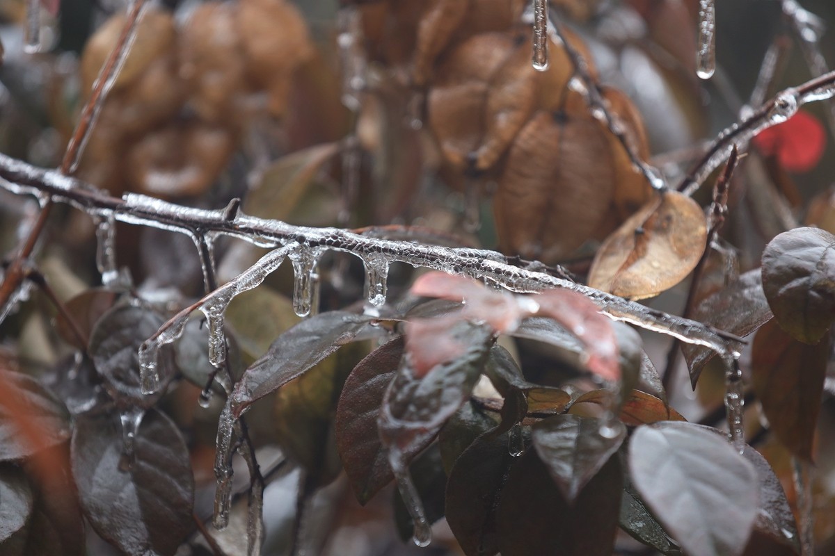 冻雨冰挂10