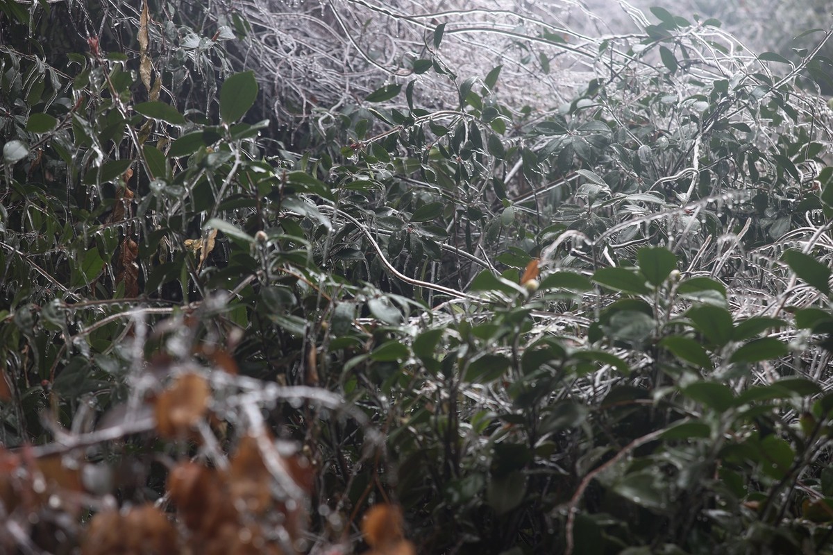 冻雨冰挂10