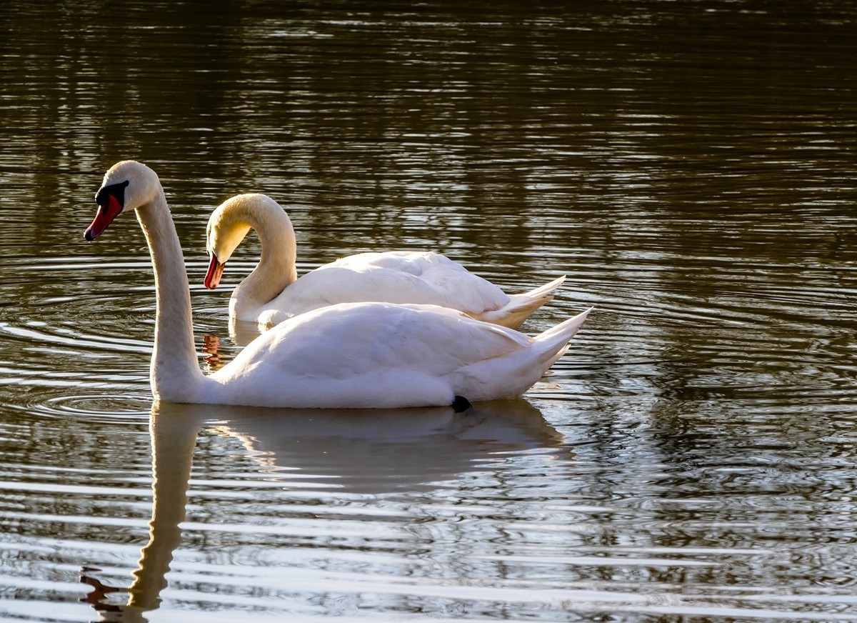 “天鹅情”--献给师友的qingren节礼物--祝天下有qingren终成眷属！！！