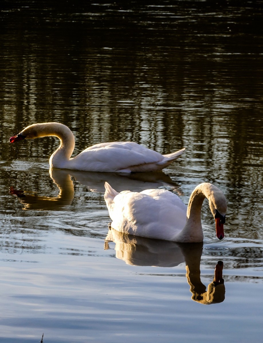 “天鹅情”--献给师友的qingren节礼物--祝天下有qingren终成眷属！！！