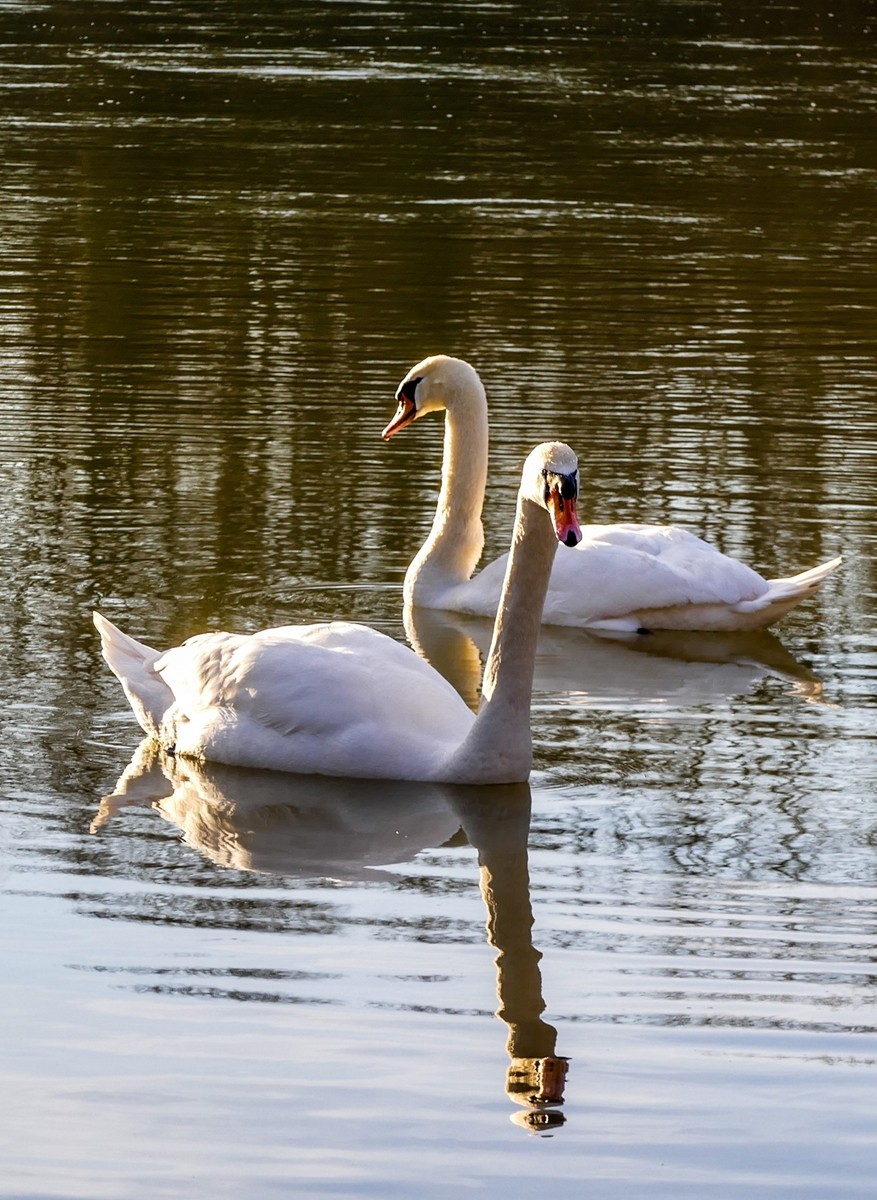 “天鹅情”--献给师友的qingren节礼物--祝天下有qingren终成眷属！！！