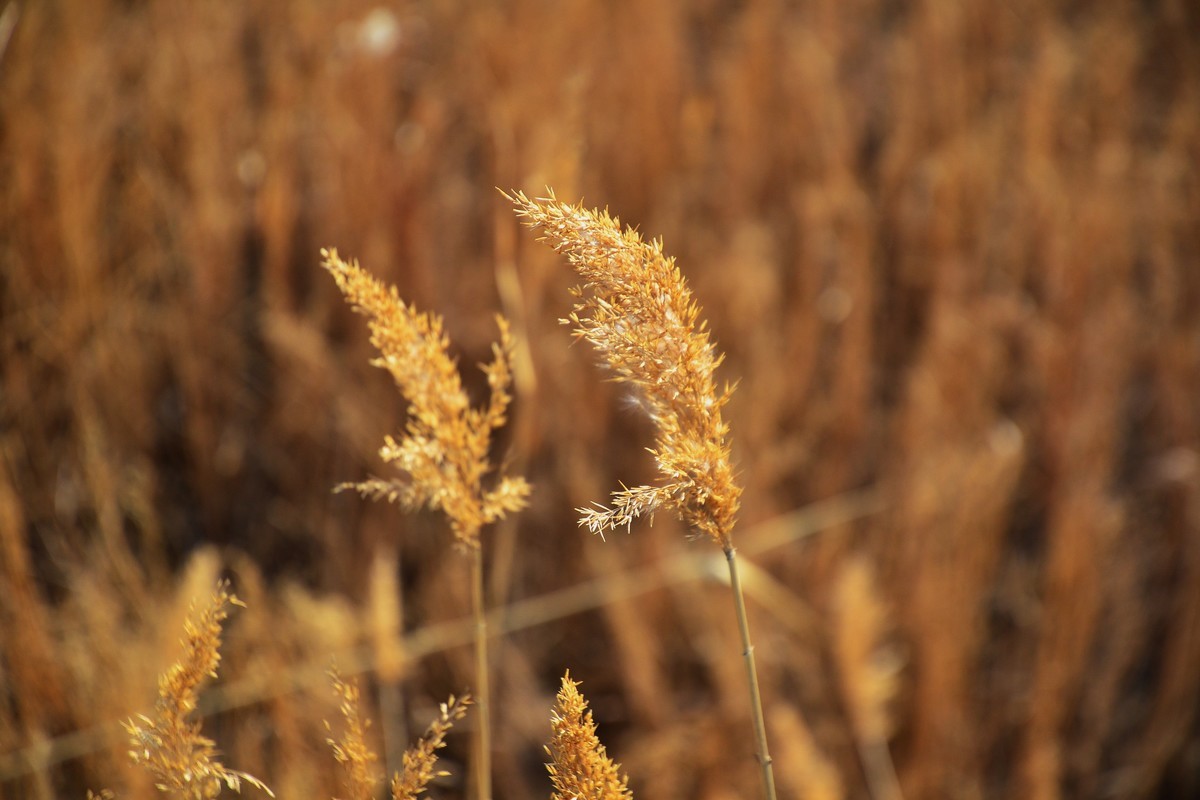 久违了，大辽河！