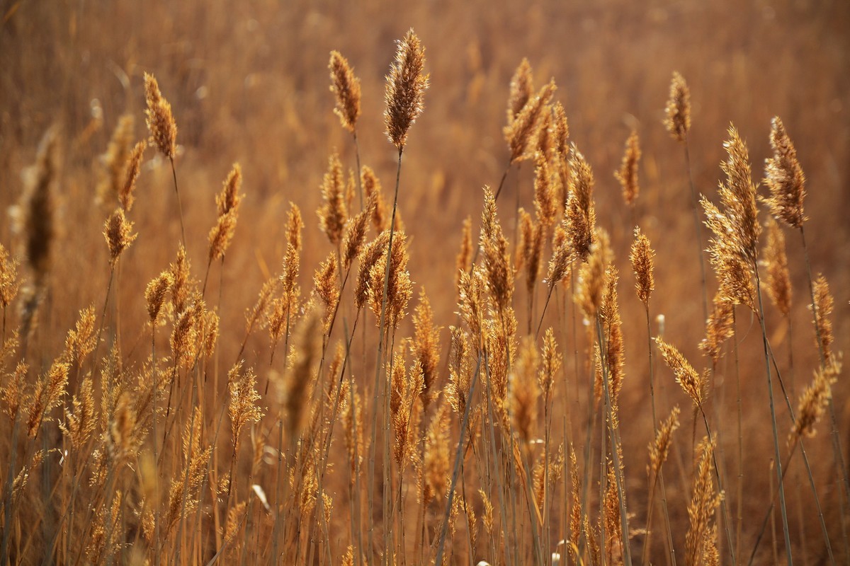 久违了，大辽河！