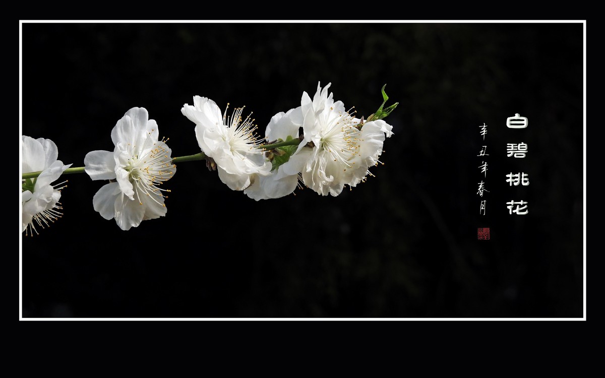 银丝簇簇的白碧桃花