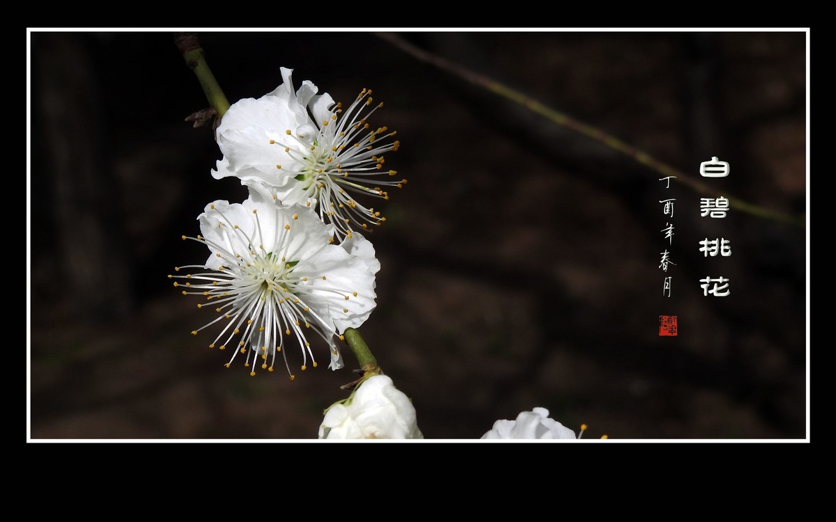 银丝簇簇的白碧桃花