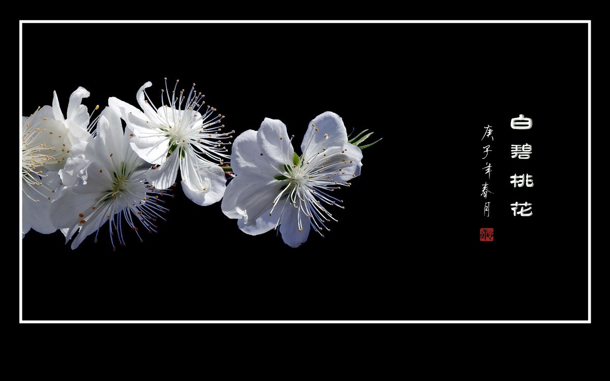 银丝簇簇的白碧桃花