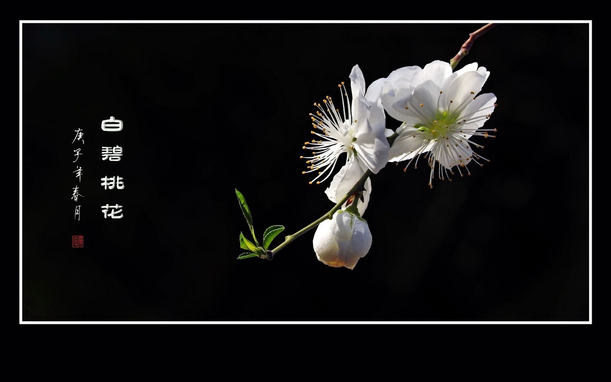 银丝簇簇的白碧桃花