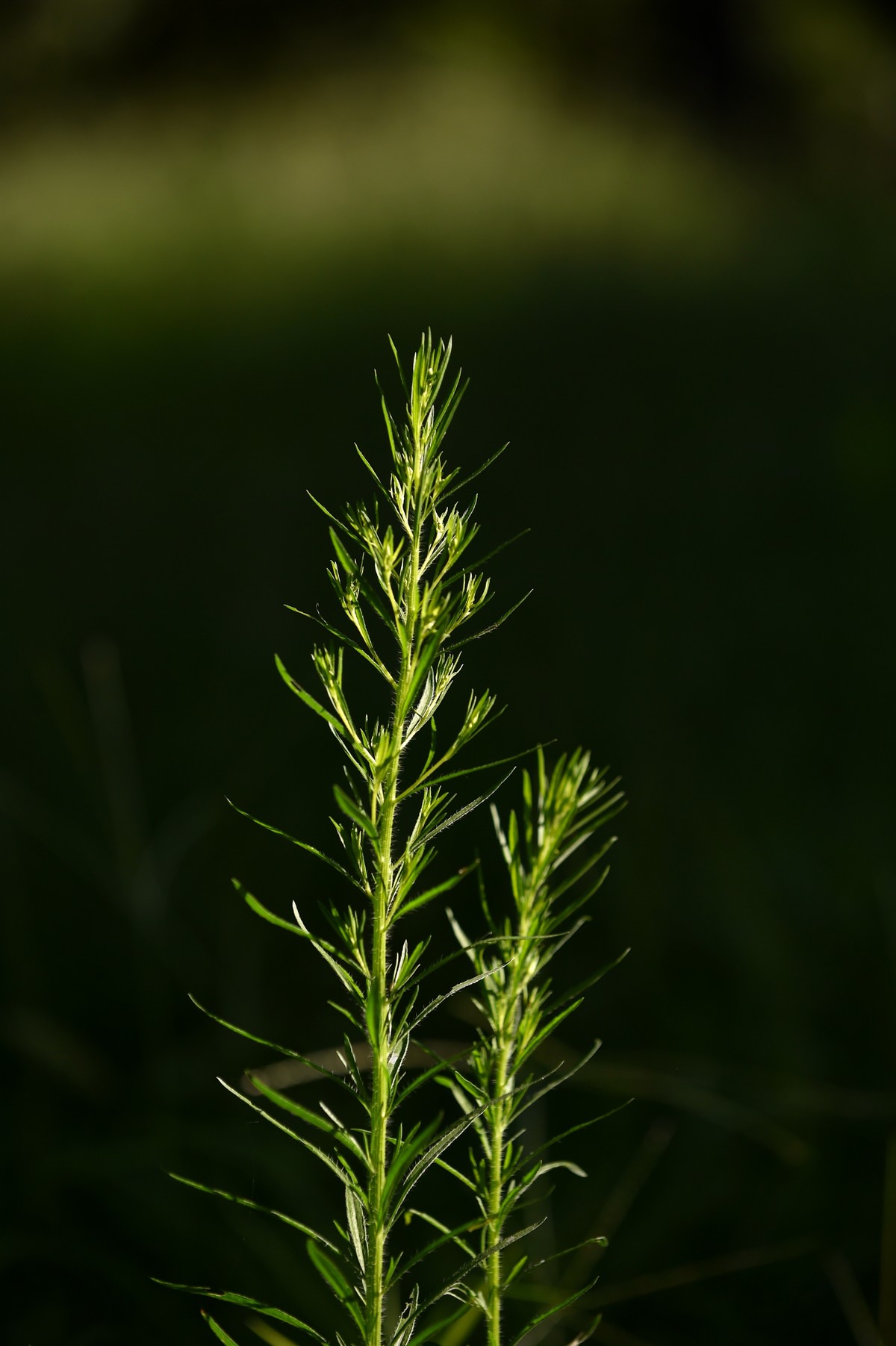 【儿时记忆的草】小蓬草-中关村在线摄影论坛