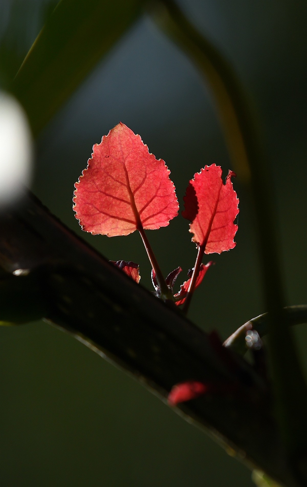 【图集】秋天的小美好