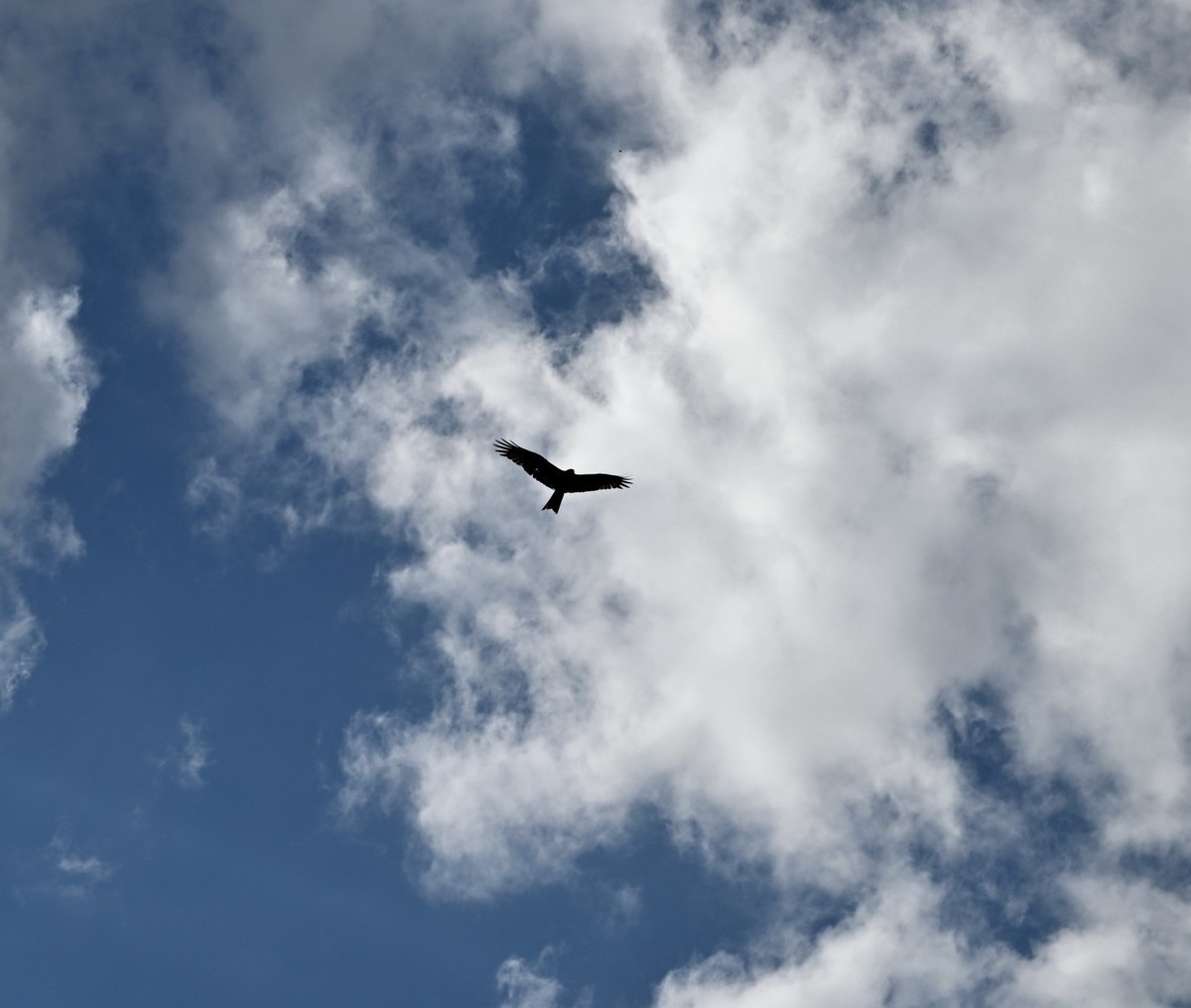 新疆游/禾木村（18）