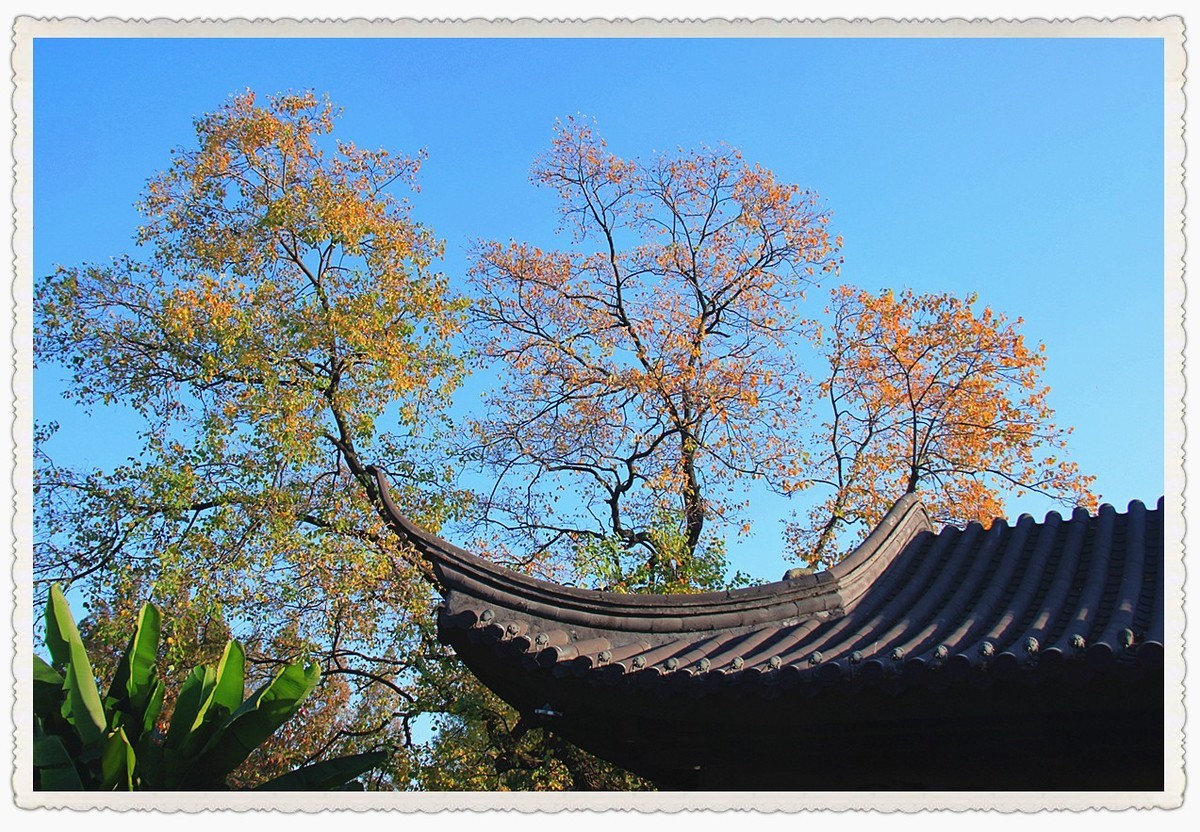 公园内的乌桕树-中关村在线摄影论坛