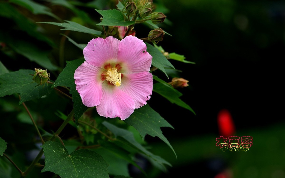 甲辰年木芙蓉【2024-222】
