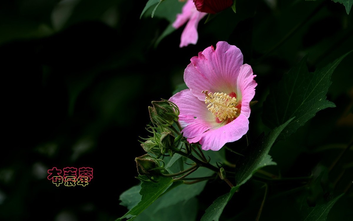 甲辰年木芙蓉【2024-222】