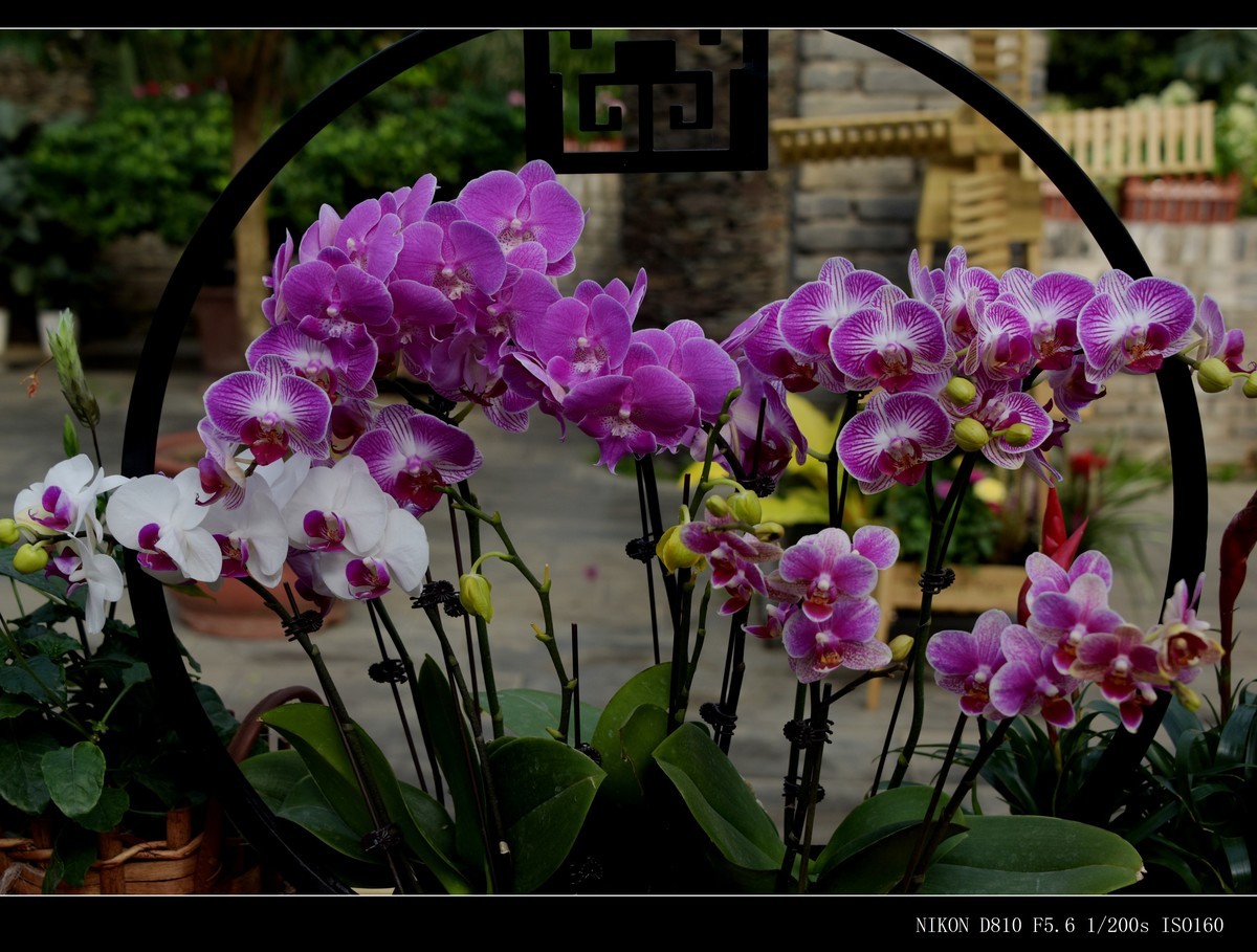 生态园拍花卉－蝴蝶兰（盆景二）