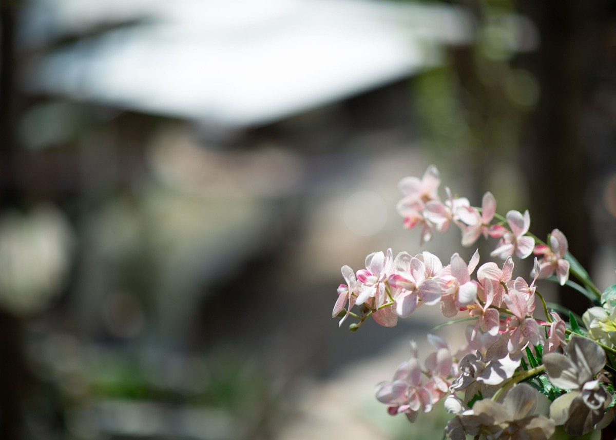 2025初春步行随拍 （拾陆）