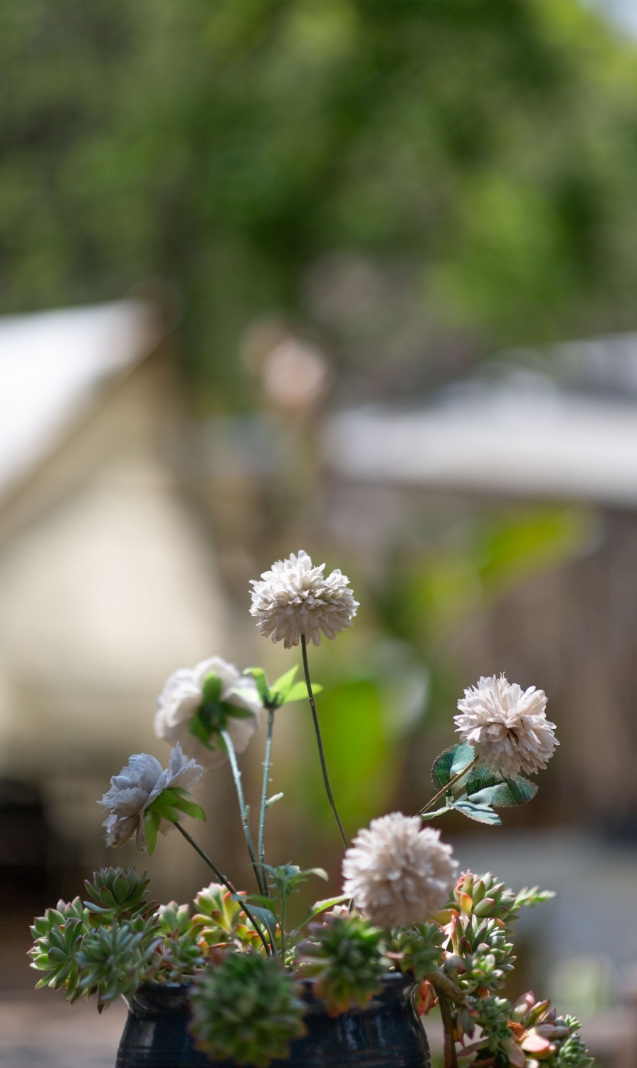 2025初春步行随拍 （拾陆）