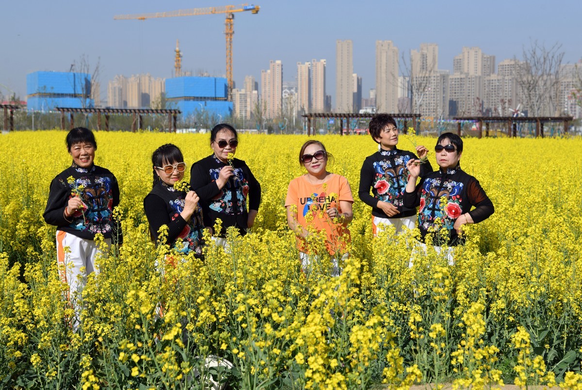 大妈们油爱菜花