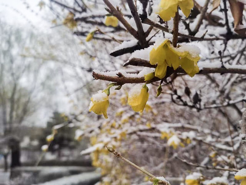 雪后花