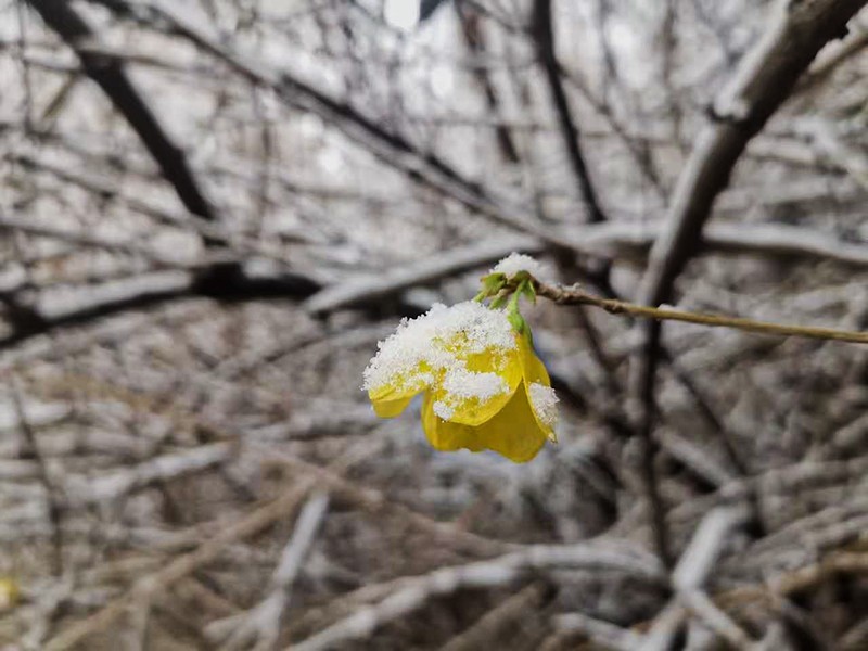 雪后花