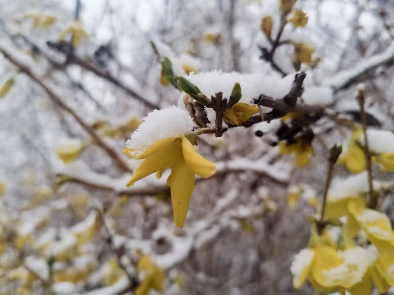 雪后花