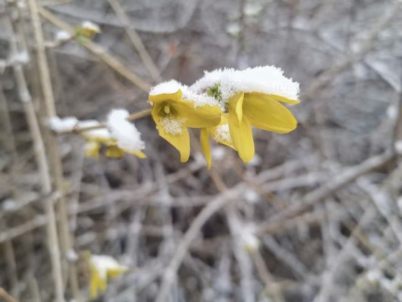 雪后花