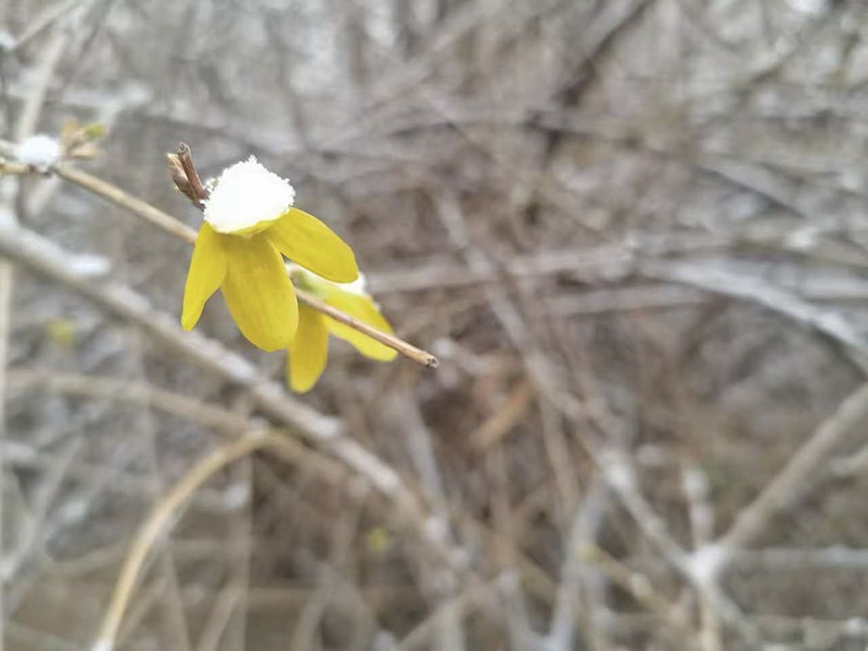 雪后花
