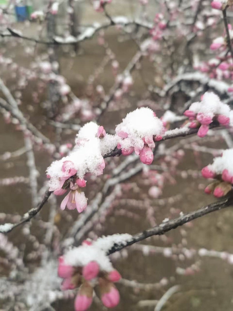 雪后花