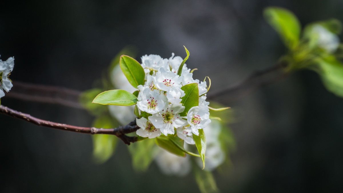 玉 兰 和 梨 花（ 二 ）