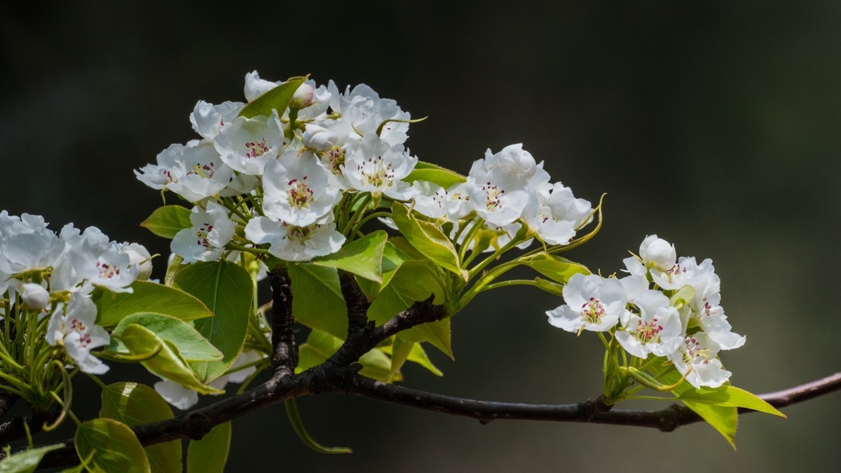 玉 兰 和 梨 花（ 二 ）